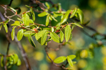 leaves on a branch