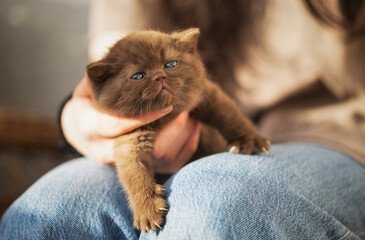 Edle und imposante Britisch Kurzhaar Kitten