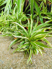 Fototapeta premium Ornamental plants with leaves on a cement floor