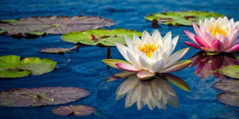 Foto op Canvas   A pair of water lilies gracefully bobbing atop a serene body of water, surrounded by vibrant lily pads lining the shore © Viktor