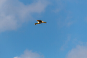 osprey in the sky