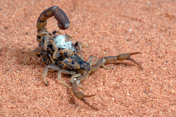 Scorpion with its children on its back