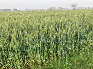 green wheat field in summer