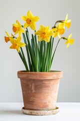 Daffodils growing in terracotta plant pot, against pure white background
