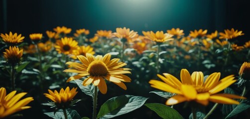   A sunflower field bathed in bright sunlight with the sun illuminating the topmost flower