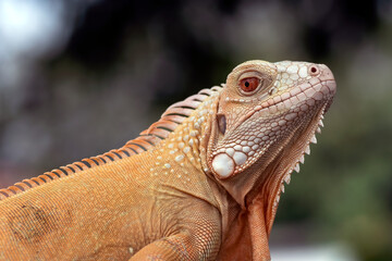 Red albino iguana on a tree 