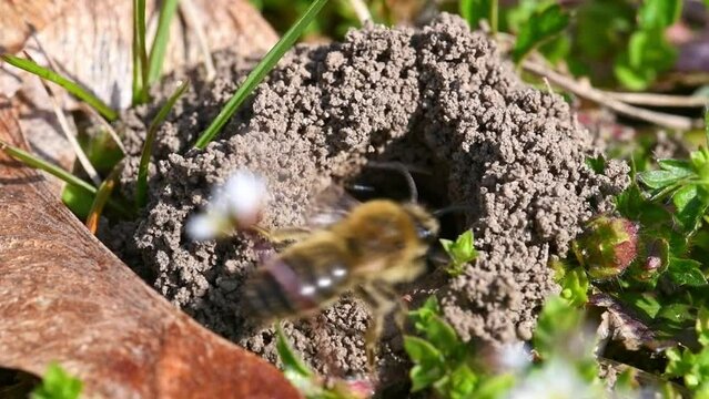 Filmmaterial eines Erdbienen Weibchen in ihrem Loch am Boden in der Stadt Regensburg in Bayern, Deutschland