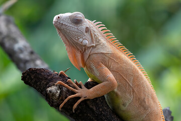 Red albino iguana on a tree 