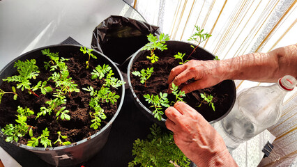 Planting marigold flowers in pot. Reproduction of plants in spring. Young flower shoots and greenery for garden. The hands of an elderly woman, a bucket of earth and green bushes and twigs with leaves