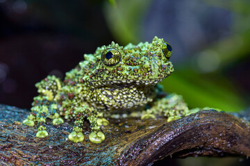 mossy frog with its unique body