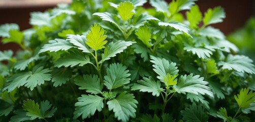   Close-up of green plant with many leaves in foreground and brown building in background