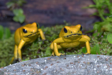 Closes up of poison dart frogs