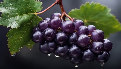 Fototapeta premium A zoomed-in image of several grapes hanging from a vine, surrounded by green foliage and droplets of water on the leaf tips
