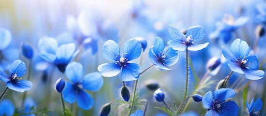 A meadow with electric blue flowers growing in the grass, showcasing the beauty of herbaceous plants in a natural landscape. Macro photography captures the intricate details of each vibrant petal