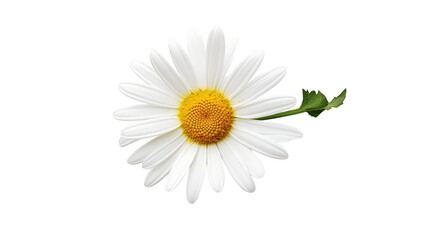 Isolated Daisy Blossom on transparent background.