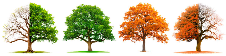 Four seasons trees isolated on white or transparent background. Set of trees in winter, summer, autumn and spring, side view. Tree with green or yellow foliage, with half-fallen leaves, four seasons.