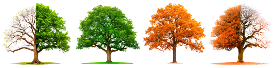 Poster Four seasons trees isolated on white or transparent background. Set of trees in winter, summer, autumn and spring, side view. Tree with green or yellow foliage, with half-fallen leaves, four seasons. © SERSOLL