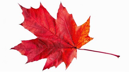 Closeup of a vibrant red sugar maple leaf on a clean white background, isolated cutout photo
