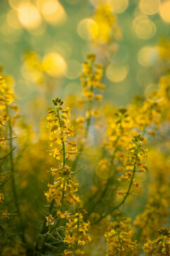 Yellow wild flowers 