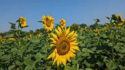 Sunflower, field of, sunflowers Flower, a beautiful sunflower, Flat lay, top, view, Field of blooming sunflowers, Summer sunrise over, sunflower field Yellow flower, blooming sunflower on a natural 
