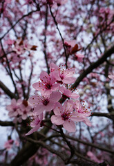 pink cherry blossom