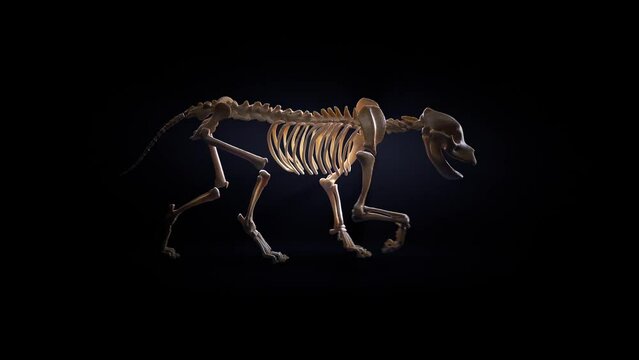 A wolf (or dog) skeleton doing  actions on a black background  walks.
