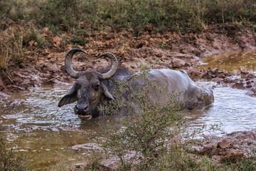 Water buffalo in Yala National Park, Sri Lanka - obrazy, fototapety, plakaty
