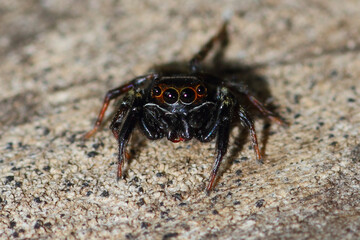 telamonia jumping spider in nature, macro photography, close up, insect.