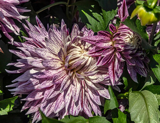 View of dahlia in the garden. Variety - Avignon