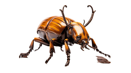 Isolated Stag Beetle Image on transparent background