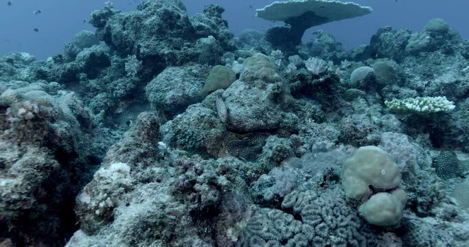 Stonefish camouflages itself through mimicry on a coral reef. This footage is part of a scene featuring the same animal, check my album for more.