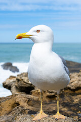 Fototapeta na wymiar Beautiful seagull closeup at the seaside. Biarritz, France.