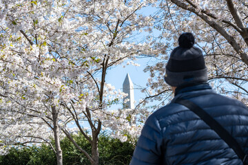 Man, unidentifiable, wearing winter jacket and hat, admires the Washington Monument during cherry...