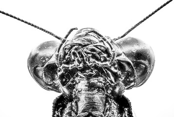 close up of a mantis