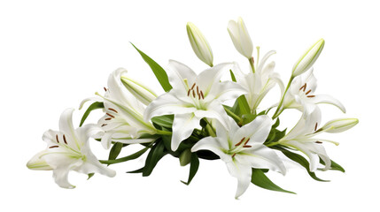 Isolated Lily Blossom on transparent background.