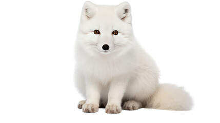 Isolated Arctic Fox Portrait on transparent background.