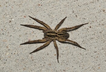 Wolf spider (Schizocosa avida) on concrete sidewalk dorsal view, nature arachnids pest control...