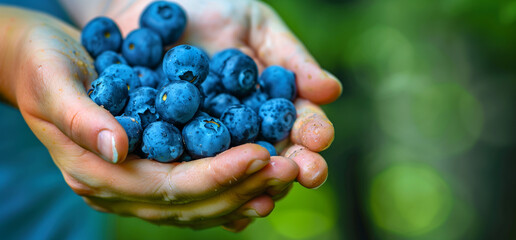 gardener hands holding a handful of organic blueberries, healthy food harvest fresh - obrazy, fototapety, plakaty