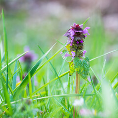 wild purple springflowers - 769913001