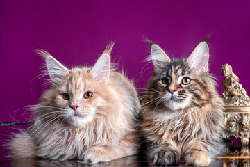 Adorable cute maine coon kittens on pink background in studio, isolated.