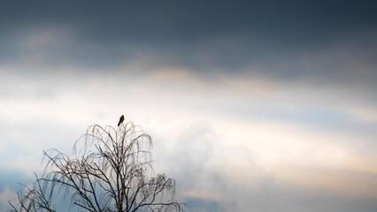 a kestrel (Falco tinnunculus) bird of prey perched high in a tree