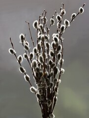 twigs of blossoming willow tree at spring © Maria Brzostowska