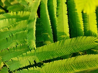 abstract green leaf texture, Climbing Wattle, Acacia, Cha-om leaves background, nature background, tropical leaf