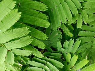 abstract green leaf texture, Climbing Wattle, Acacia, Cha-om leaves background, nature background, tropical leaf