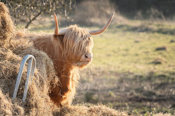 Scottish Highland Cow on the Isle of Skye, Scotland - obrazy, fototapety, plakaty
