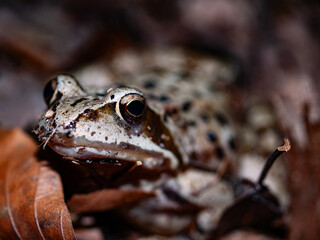 Close up of a frog in the forest. Shallow depth of field.
