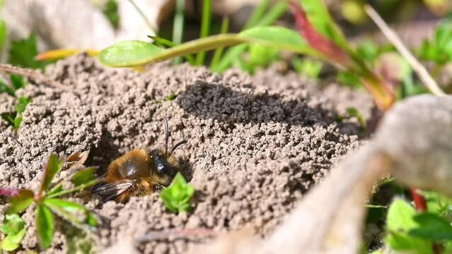 Filmmaterial eines Erdbienen Weibchen in ihrem Loch am Boden in der Stadt Regensburg in Bayern, Deutschland