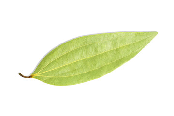 Dried bay leaf or bay laurel leaves,Laurus,cinnamon leaf spice also known in india as tamalpatra,taj patta isolated cutout transparent background,png format - obrazy, fototapety, plakaty