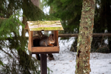 A red squirrel sits in a homemade feeding house in the winter forest.