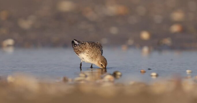 waders or Shorebirds, dunlin (Calidris alpina) small wader in feeding.